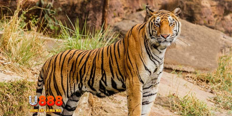 link 12bet ban ca vip online