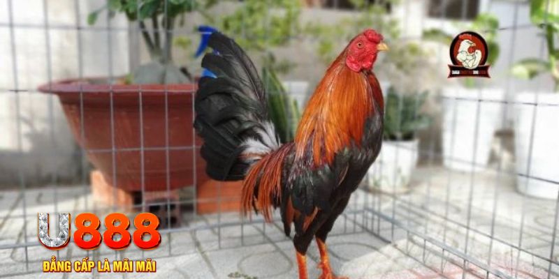 link 12bet nổ hũ chơi như thế nào