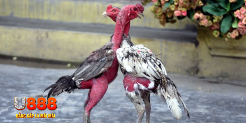 link 12bet bàn cầu điểm số tay trước trong baccarat là gì