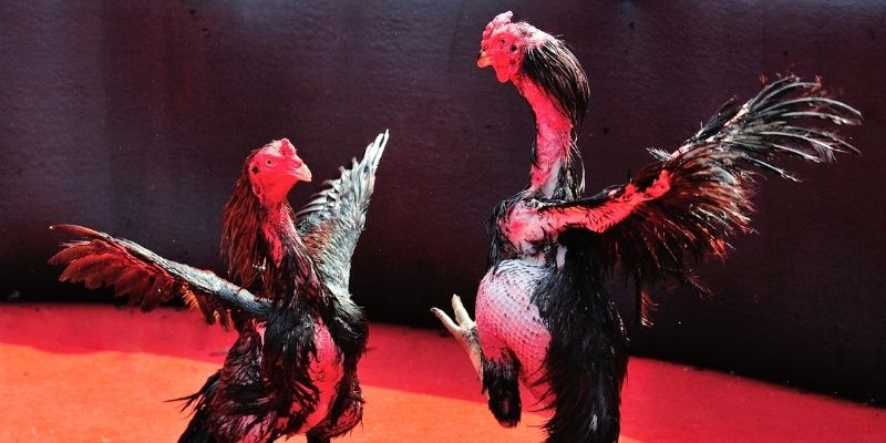 link 12bet Spribe Điện Tử